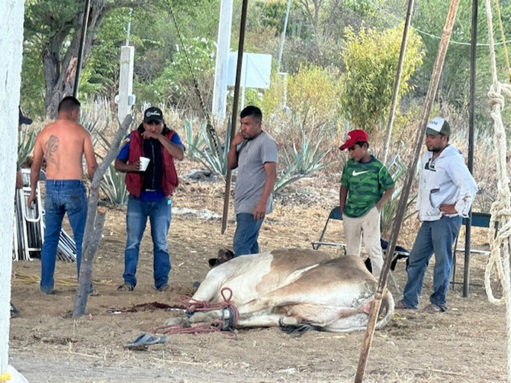 A slaughtered cow on a mezcal tour in Oaxaca.